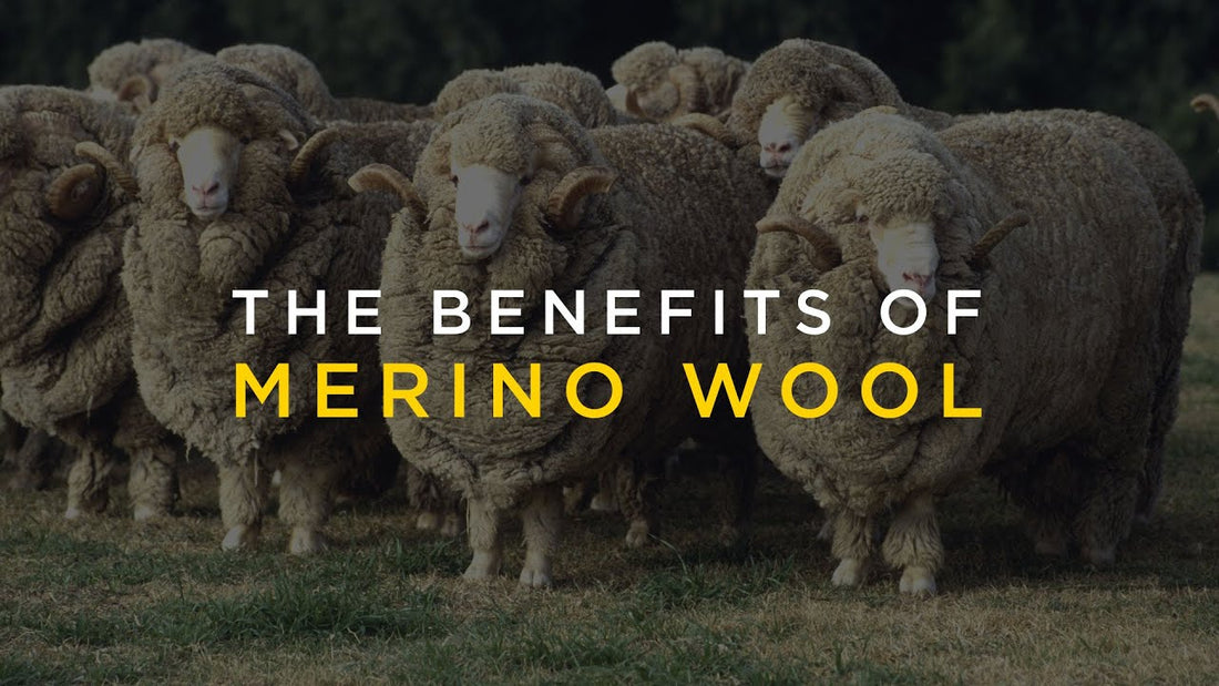 Benefits of Merino Wool