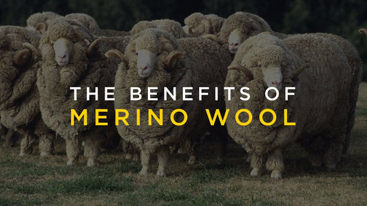 FASCINATING FACTS AND BENEFITS OF MERINO WOOL.